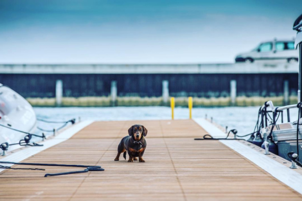 Ben Ainslie's dachshund, Ginger, at the team's America's Cup base in Bermuda