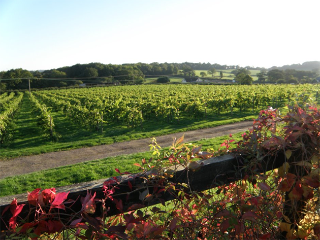 Rosemary Vineyard Isle of Wight